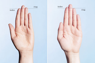 Illustration for article titled Did fist fighting change the course of human evolution?